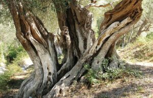 Ullinjtë e moçëm të Shqipërisë, mes historisë dhe turizmit