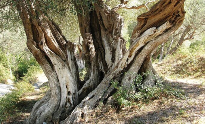 Ullinjtë e moçëm të Shqipërisë, mes historisë dhe turizmit