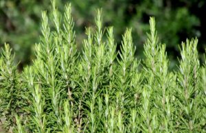 Sëmundja e Alzheimerit, bima aromatike që përmirëson kujtesën dhe lufton inflamacionin