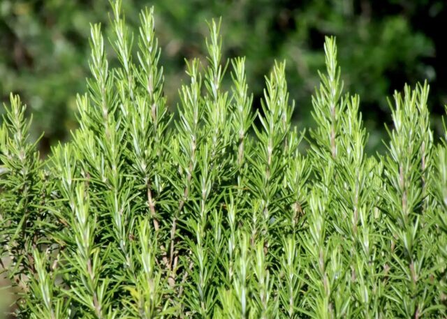 Screenshot_20251229_115339_Gallery