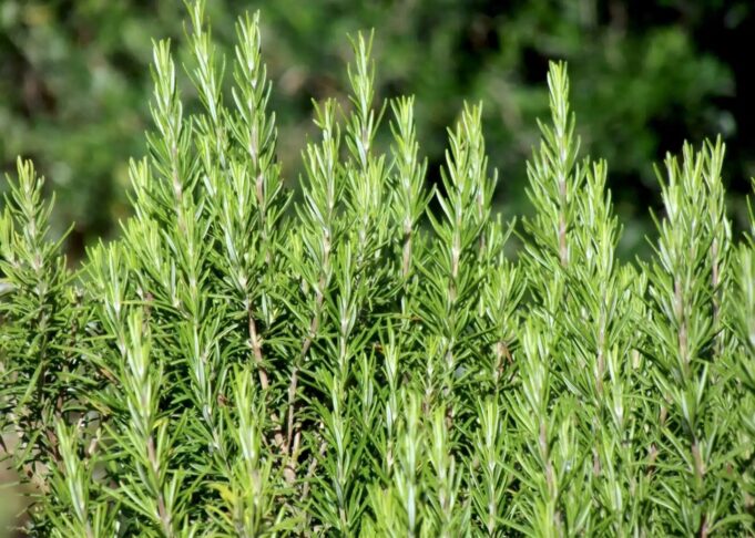 Sëmundja e Alzheimerit, bima aromatike që përmirëson kujtesën dhe lufton inflamacionin