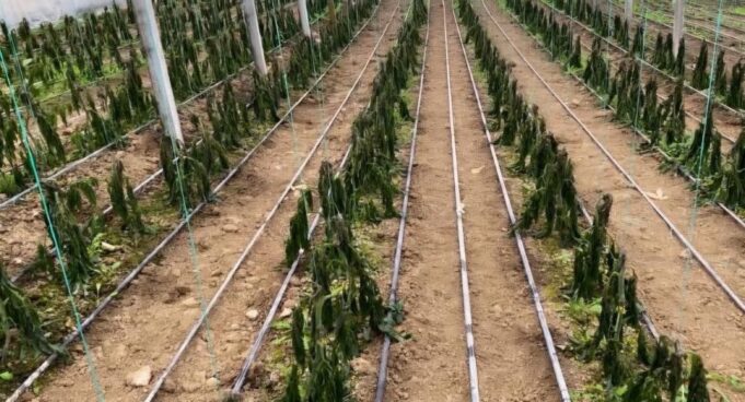 Ngricat thajnë prodhimet në serat e Lushnjës dhe Fierit! Fermeri: I ftohti dëm të jashtëzakonshëm