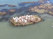 Ishulli i riprodhimit nën ujë, shpëtohet folezimi i pelikanit kaçurrel në Karavasta