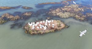 Ishulli i riprodhimit nën ujë, shpëtohet folezimi i pelikanit kaçurrel në Karavasta