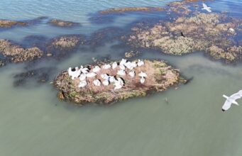 Ishulli i riprodhimit nën ujë, shpëtohet folezimi i pelikanit kaçurrel në Karavasta