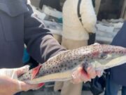 Konsiderohet si tepër i rrezikshëm, kapet në Vlorë peshku helmues