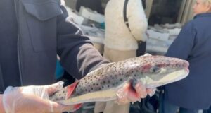 Konsiderohet si tepër i rrezikshëm, kapet në Vlorë peshku helmues