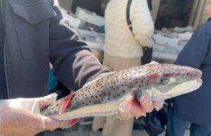 Konsiderohet si tepër i rrezikshëm, kapet në Vlorë peshku helmues