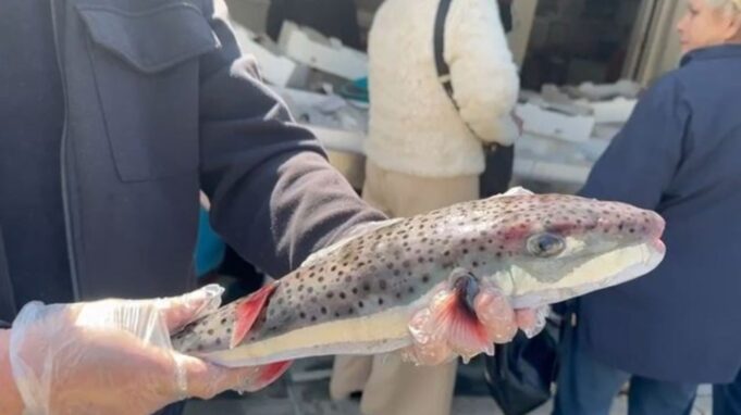 Konsiderohet si tepër i rrezikshëm, kapet në Vlorë peshku helmues