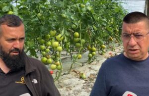 ‘Domaten bio e shesim me 1.8 euro’, dy fermerë nga Lushnja bëhen bashkë dhe eksportojnë të gjithë prodhimin në BE
