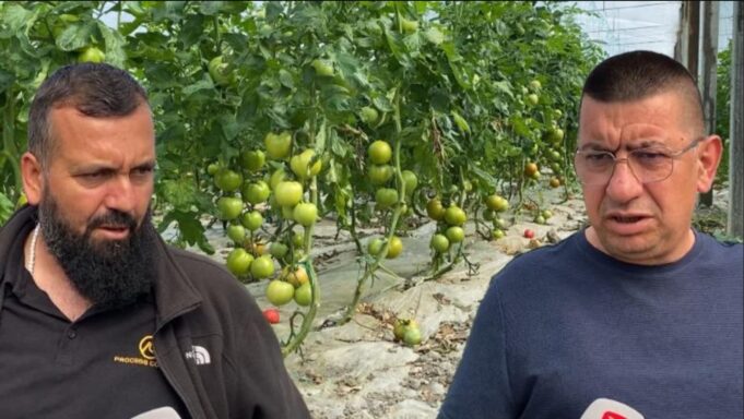 ‘Domaten bio e shesim me 1.8 euro’, dy fermerë nga Lushnja bëhen bashkë dhe eksportojnë të gjithë prodhimin në BE