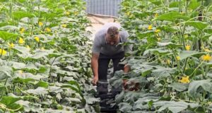 Çmimi i kastravecit në serat e Roskovecit zbret në 20 lekë/kg, ankohen fermerët: Dalim me humbje, faji i grumbulluesve
