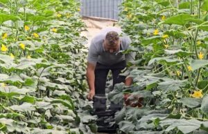 Çmimi i kastravecit në serat e Roskovecit zbret në 20 lekë/kg, ankohen fermerët: Dalim me humbje, faji i grumbulluesve