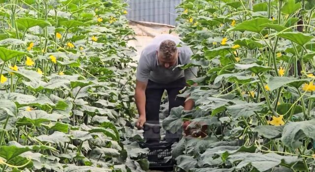 Çmimi i kastravecit në serat e Roskovecit zbret në 20 lekë/kg, ankohen fermerët: Dalim me humbje, faji i grumbulluesve