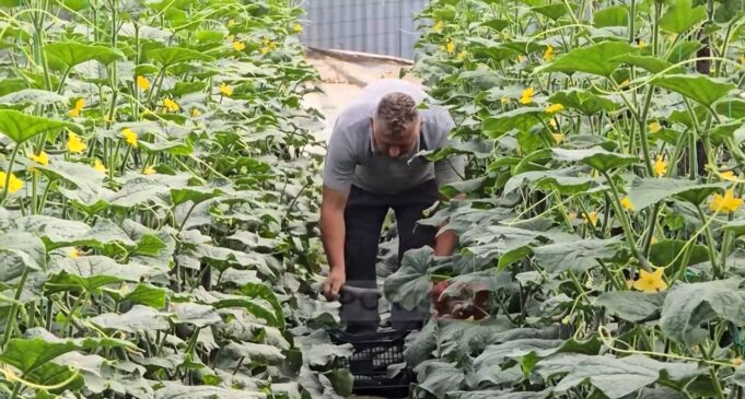 Çmimi i kastravecit në serat e Roskovecit zbret në 20 lekë/kg, ankohen fermerët: Dalim me humbje, faji i grumbulluesve