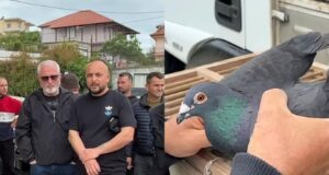 Shoqata e pëllumbave të postës proteston në Fier: Po na pengojnë të garojmë jashtë vendit