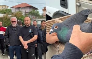 Shoqata e pëllumbave të postës proteston në Fier: Po na pengojnë të garojmë jashtë vendit