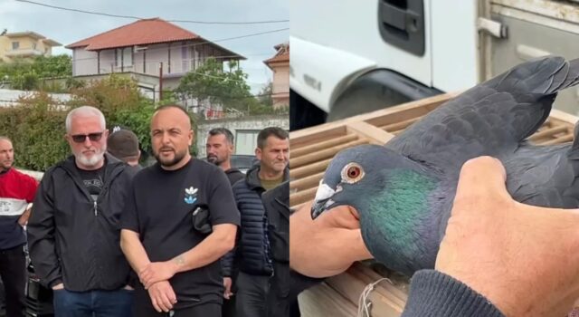 Shoqata e pëllumbave të postës proteston në Fier: Po na pengojnë të garojmë jashtë vendit