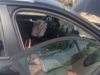 “Audi” del nga rruga në rrugën Lushnjë-Fier dhe përplaset me pemën, lëndohet pasagjerja
