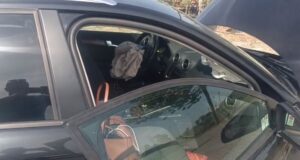“Audi” del nga rruga në rrugën Lushnjë-Fier dhe përplaset me pemën, lëndohet pasagjerja