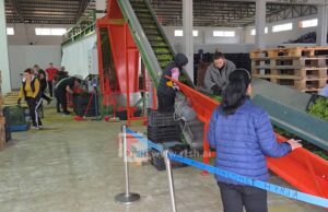 Varieteti shqiptar pushton tregjet e BE-së, mbi 600 fermerë lidhin kontrata eksporti për prodhimin në Myzeqe