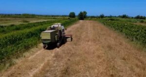 Boshatiset ‘Hambari i Myzeqesë’, këtë vit 6 mijë tonë grurë më pak se vjet! Fermerët: Ne kemi kosto, vjen më lirë nga Serbia