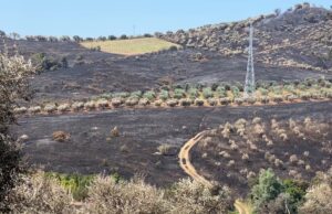 Zjarri 9-orësh shkrumbon 110 hektarë/ Dëme të mëdha në Peshtan e Drizë, arrestohet 20-vjeçari