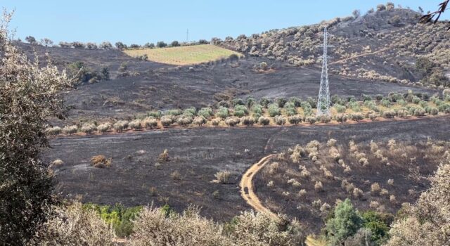 Zjarri 9-orësh shkrumbon 110 hektarë/ Dëme të mëdha në Peshtan e Drizë, arrestohet 20-vjeçari