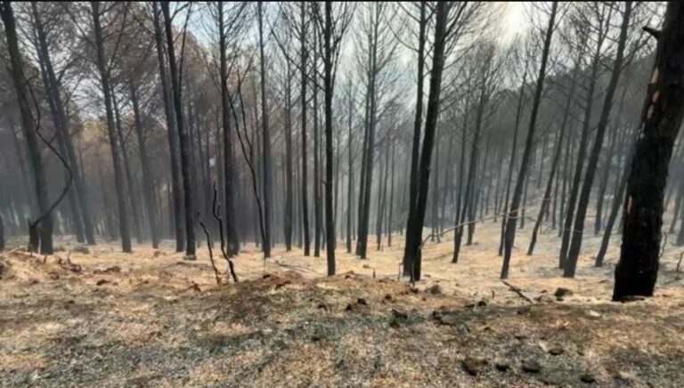 Neutralizohet vatra në masivin pyjor të Peshtanit, digjen 7 dynymë shkurre