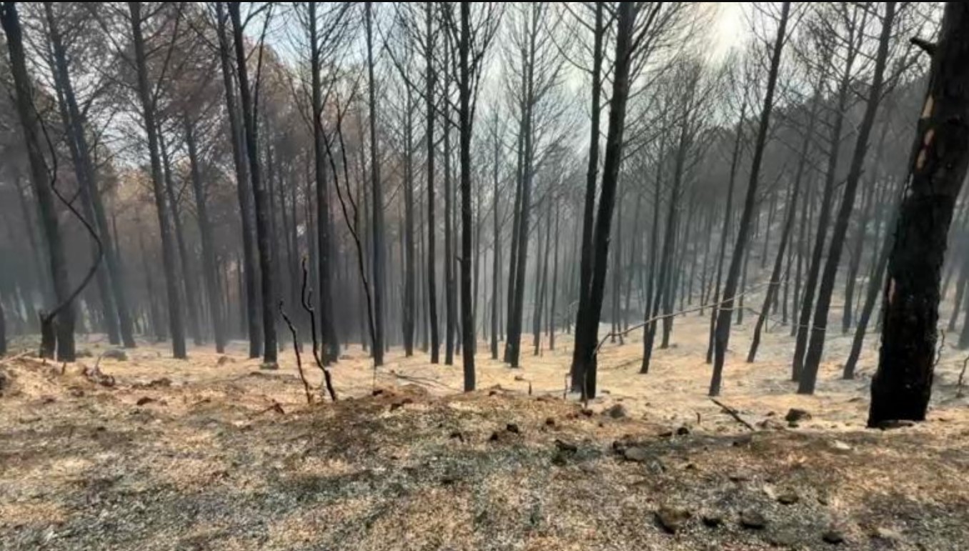 Neutralizohet vatra në masivin pyjor të Peshtanit, digjen 7 dynymë shkurre