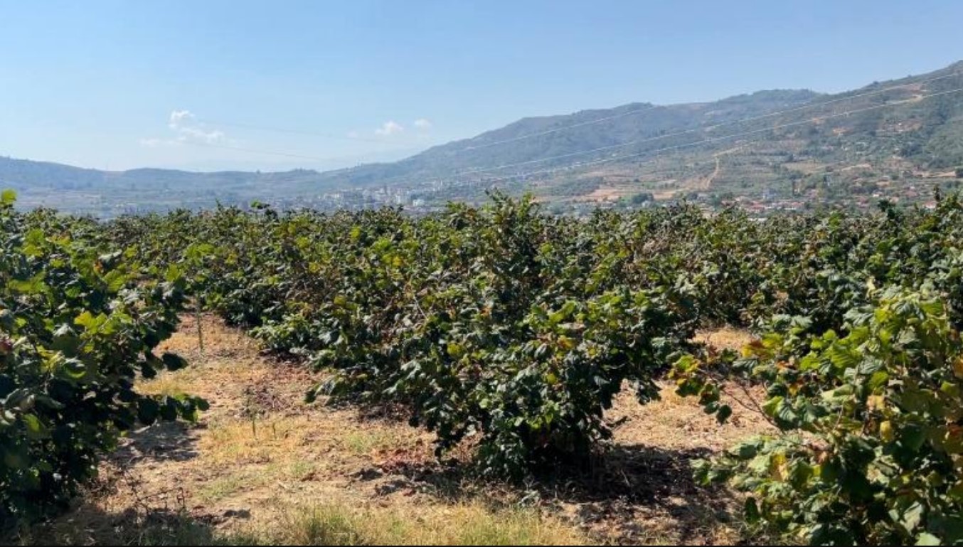 Lajthitë mbeten stok në Fier e Mallakastër, fermerët: Prodhimi është i bollshëm, por çmimi i dobët