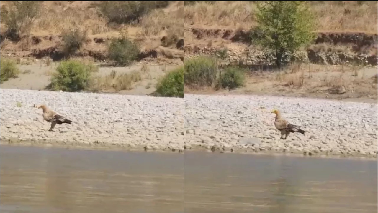  Një pamje që nuk shihet shpesh, shkaba egjiptiane “zbarkon” në Vjosë (Video)