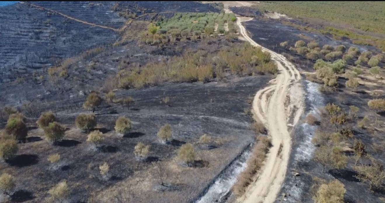 S’ka vjeshtë në Fier, kodrat e Radostinës dhe Zhupanit “veshen me të zezën” e zjarrit